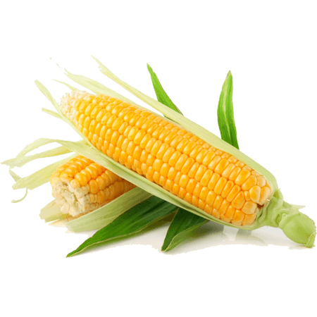 Organic Sweet Corn